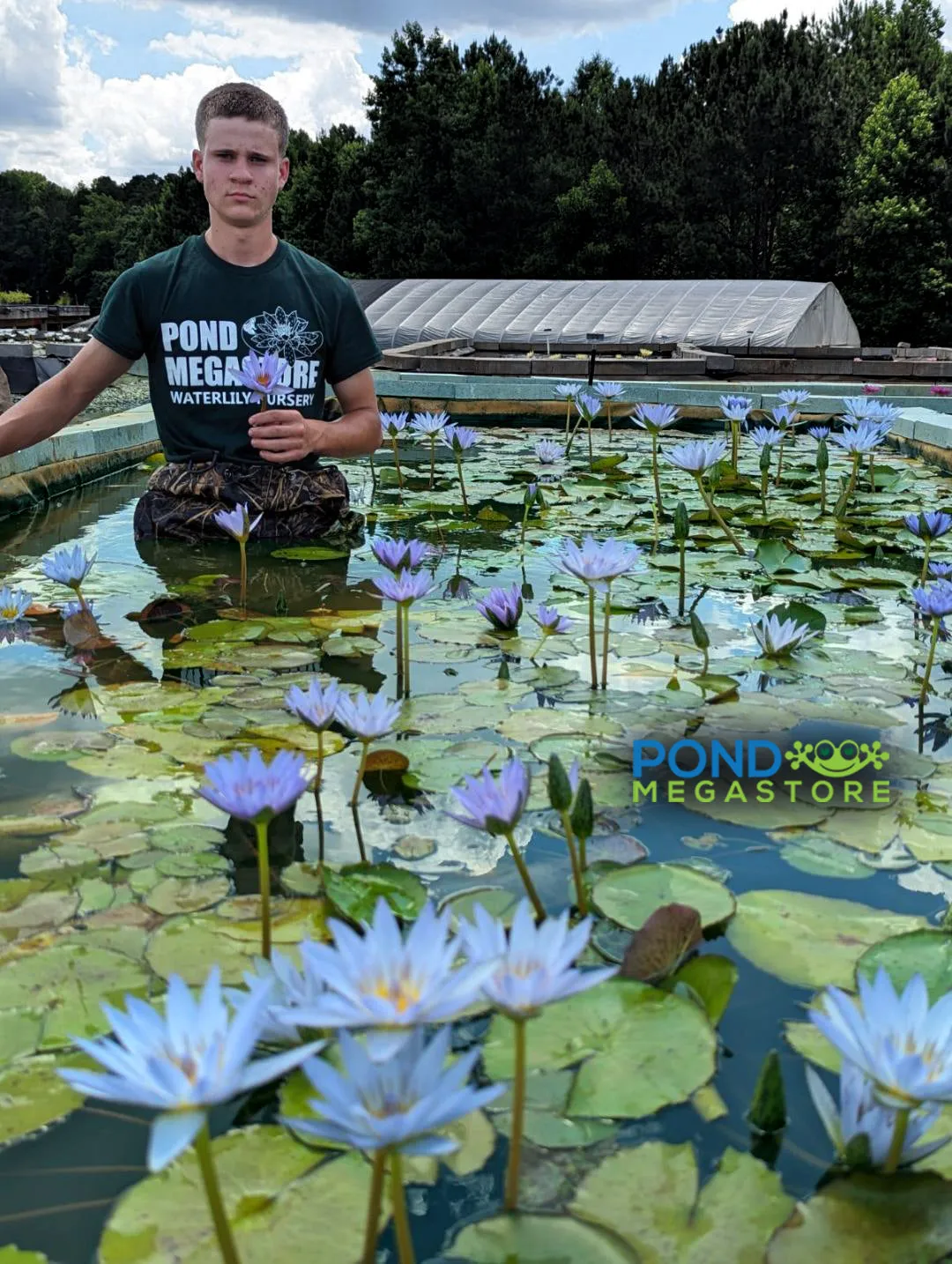 Blue Beauty Waterlily<br>Top 10 Blooming Waterlily!