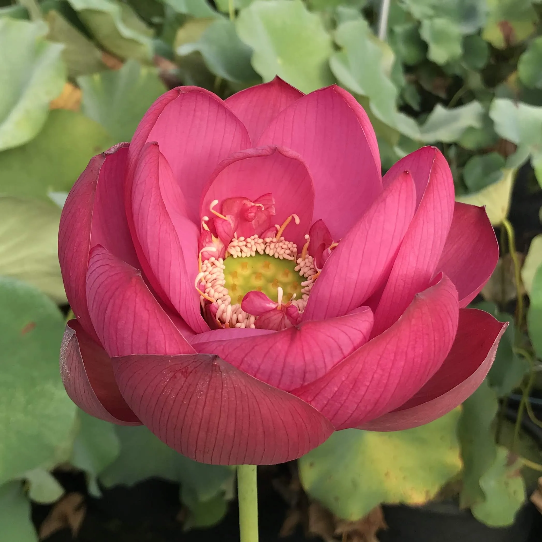 Jiaxing Lotus <br> Tall / Stunning, Single-Petal Red!