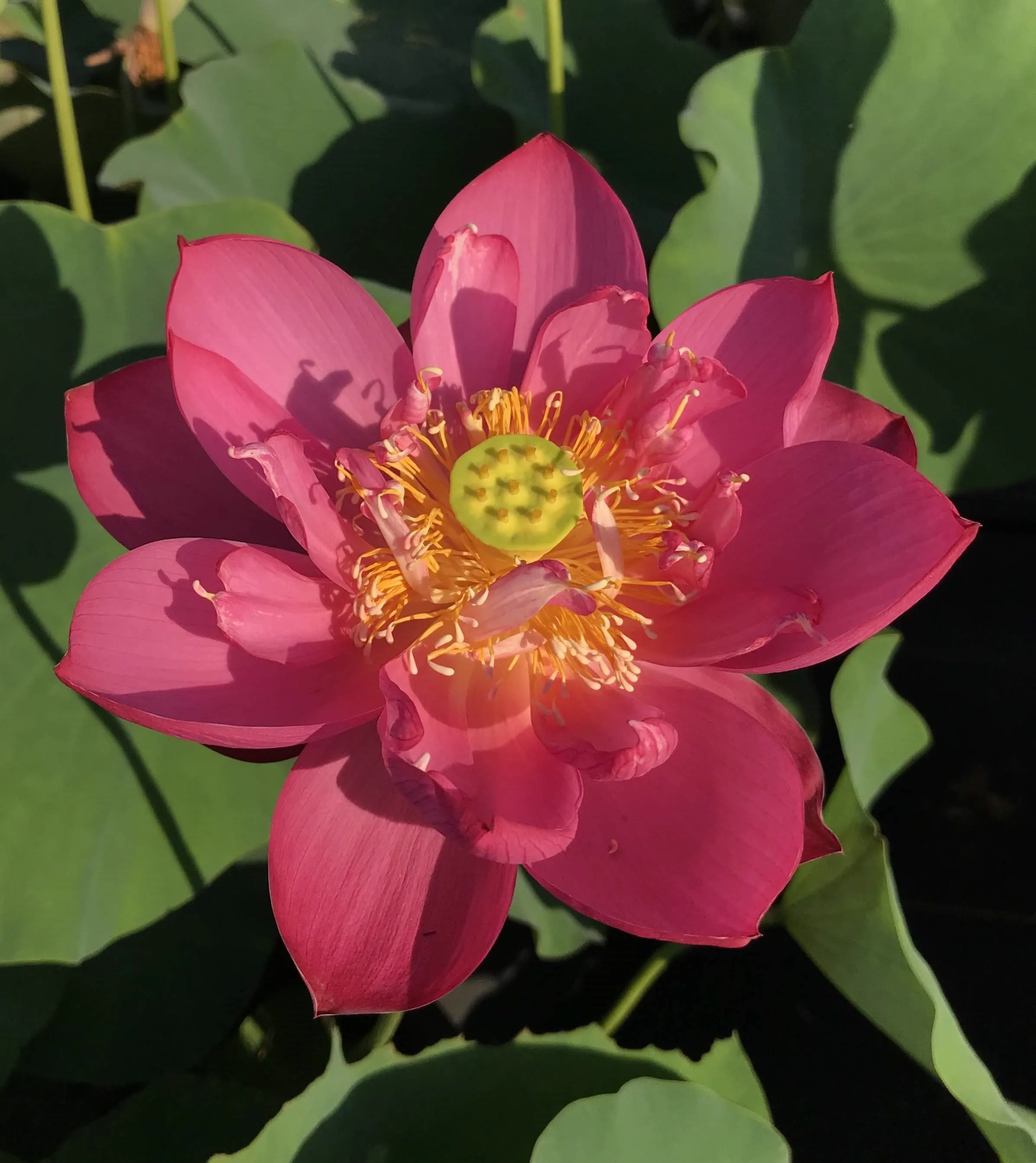 Jiaxing Lotus <br> Tall / Stunning, Single-Petal Red!