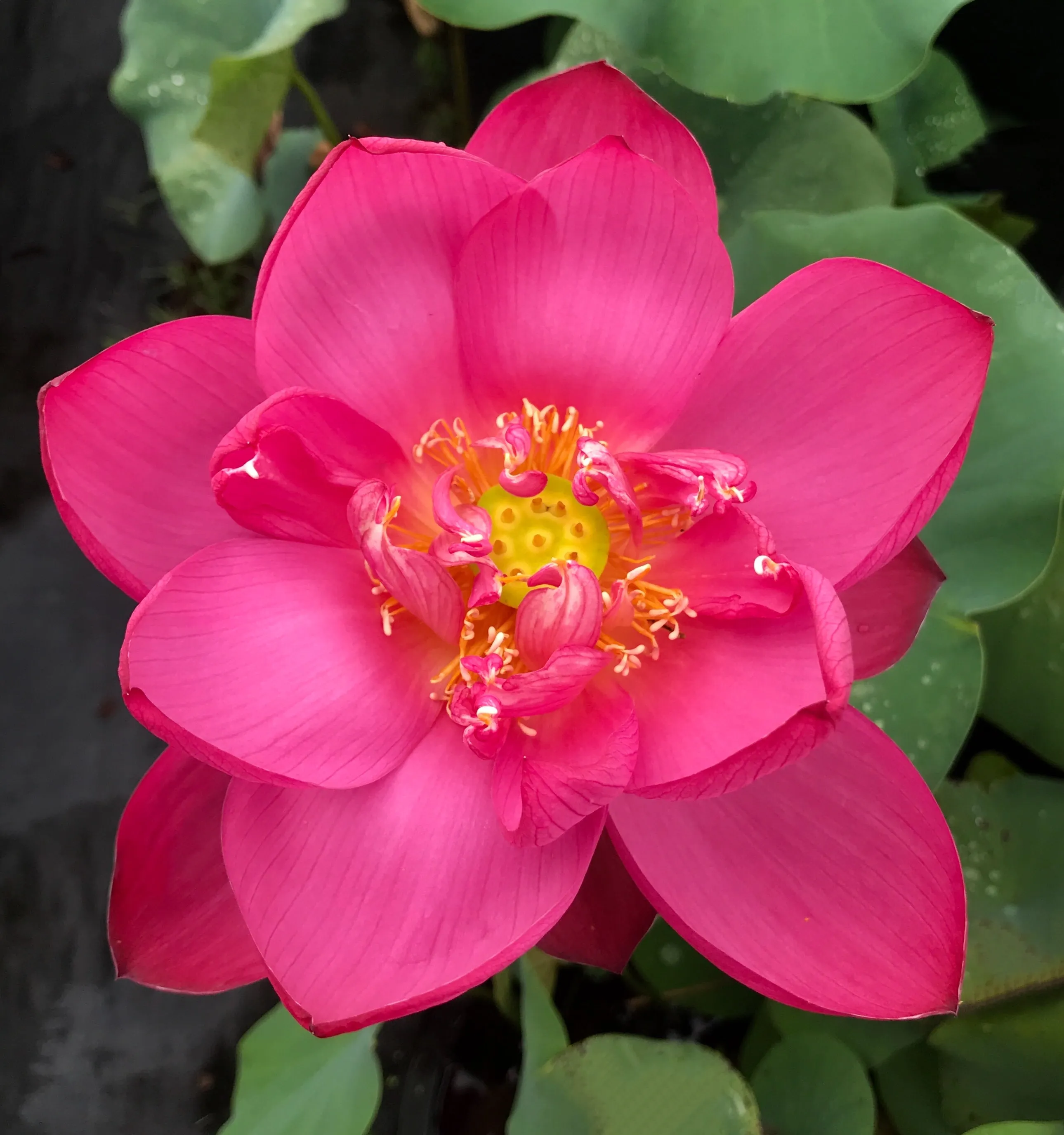 Jiaxing Lotus <br> Tall / Stunning, Single-Petal Red!