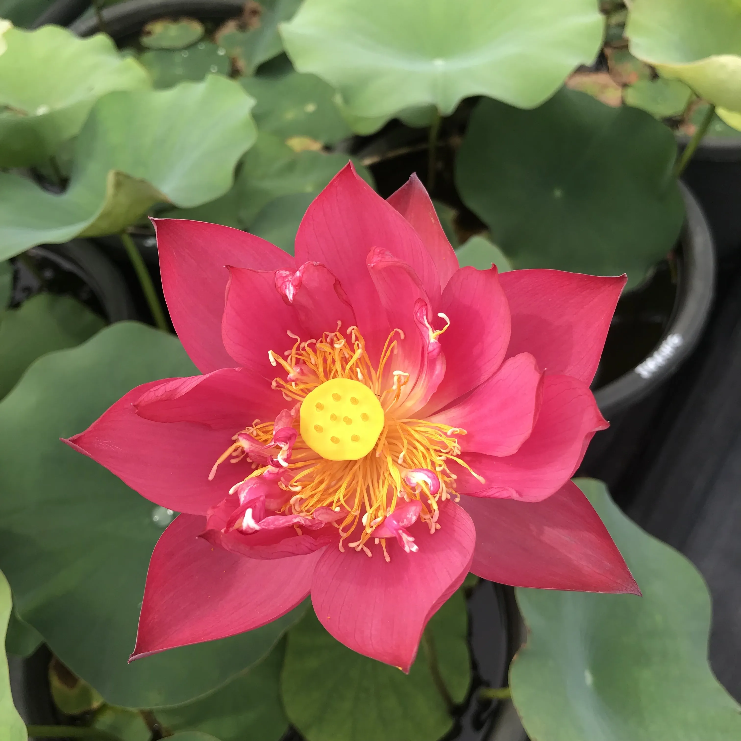 Jiaxing Lotus <br> Tall / Stunning, Single-Petal Red!