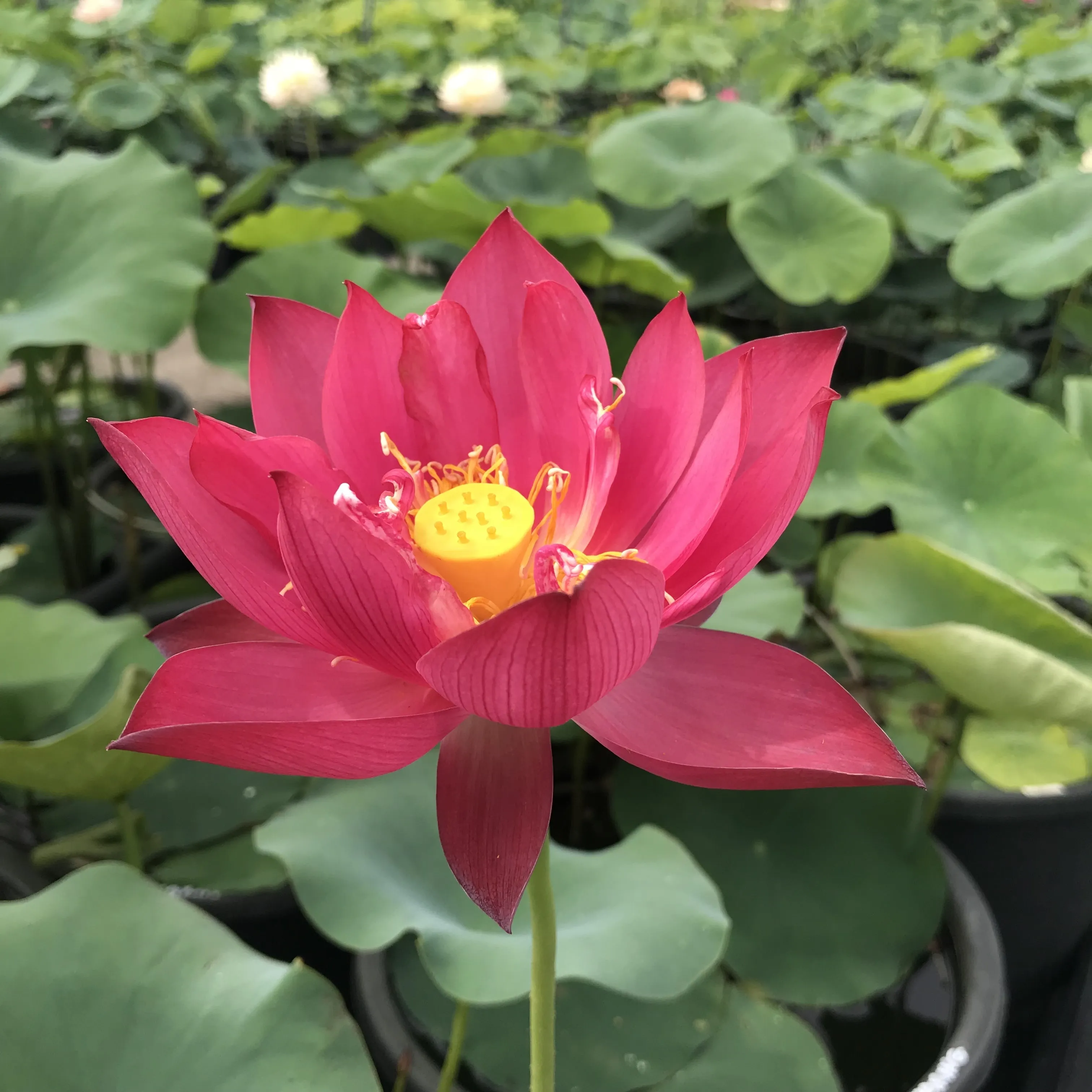 Jiaxing Lotus <br> Tall / Stunning, Single-Petal Red!